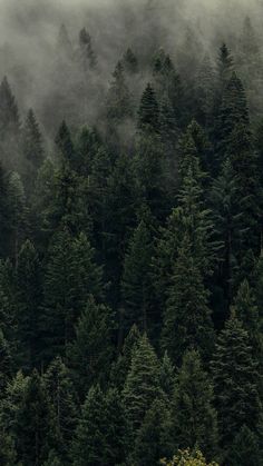 the forest is covered in fog and low lying clouds