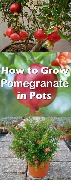 how to grow pomegranate in pots