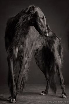 two dogs standing next to each other in black and white