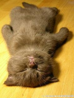 a cat laying on its back on top of a wooden floor with it's eyes closed