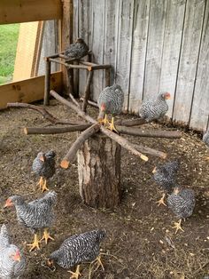 a group of chickens standing around a tree stump