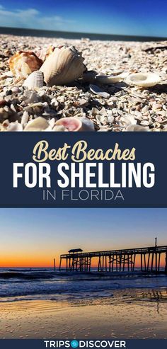 shells on the beach with text that reads best beaches for shelling in florida