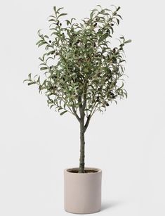 an olive tree in a pot on a white background