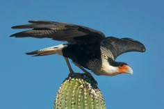 a large bird sitting on top of a cactus with it's wings spread out