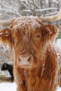 a brown cow with long horns standing in the snow