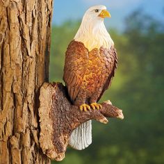 an eagle perched on the side of a tree branch with its head turned towards the camera