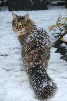 a cat walking in the snow near some plants