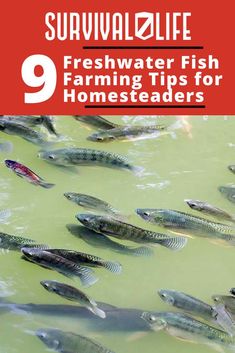 a bunch of fish swimming in some water with the title survival life 9 freshwater fish farming tips for homeseaders