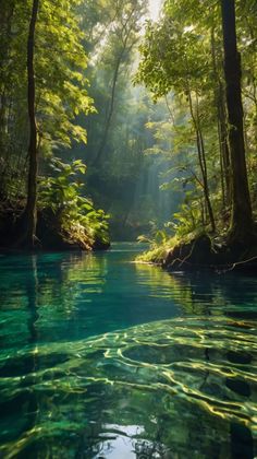 the sun shines through the trees and leaves on the water's surface as it flows