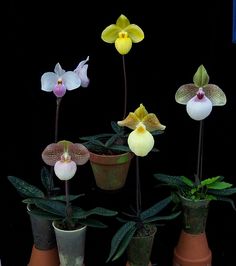 several potted orchids are displayed in front of a black background and one is yellow, the other white