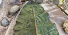 a large green leaf sitting on top of a plastic bag next to rocks and plants