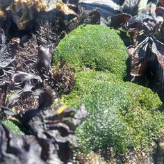 green moss growing on the ground with other plants in the backround and water behind it