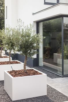 three white planters with trees in them