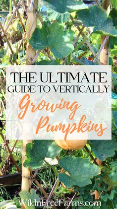 growing pumpkins vertically Hanging Pumpkins Garden, Planting Pumpkins Ideas, Pumpkin Trellis Ideas Diy, Vertical Pumpkin Garden, Trellis For Pumpkins, Trellis Pumpkins, Growing Pumpkins On A Trellis, Pumpkins In Raised Beds, Vertical Squash Garden