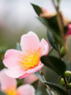 a pink flower with yellow stamen on it's center surrounded by green leaves