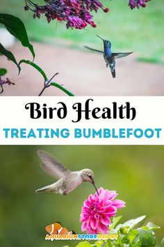 bumblefoot in birds Bird Care, Take Action, Your Pet