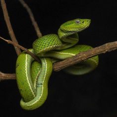 a green snake is curled up on a branch