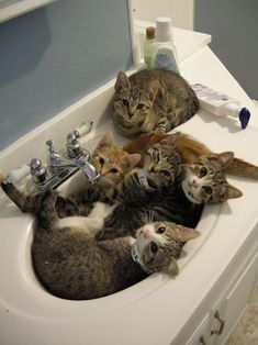 five cats are laying in the sink together