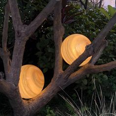 two yellow lights are sitting on the branches of a tree in front of some bushes