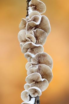 a group of mushrooms growing on a tree branch