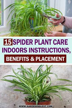 spider plant care indoors instructions, benefits and placement for indoor plants in the home or garden