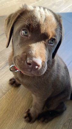 a brown and black puppy sitting on top of a floor next to a wooden floor