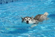 a husky dog swimming in a pool with his head above the water's surface