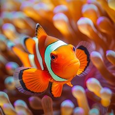 an orange and white clown fish swimming in the ocean