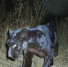 a black leopard standing on top of dry grass next to tall grasses and bushes at night