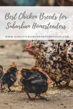 the best chicken breeds for suburban homesteaders