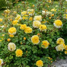 yellow and white flowers growing in a garden