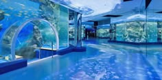 an aquarium filled with lots of different types of fish and other marine creatures in it