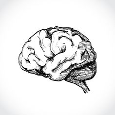 a black and white drawing of a brain