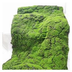 green moss growing on the side of a rock