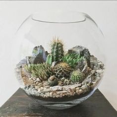 a glass bowl filled with plants and rocks