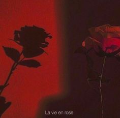 the shadow of a rose is cast on a red wall and it appears to be casting a shadow