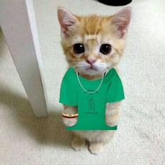 an orange cat wearing a green shirt with a chain on it's neck and looking at the camera