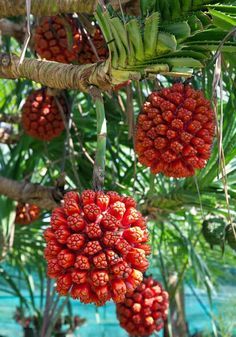 some red fruit hanging from a tree next to water and palm trees in the background