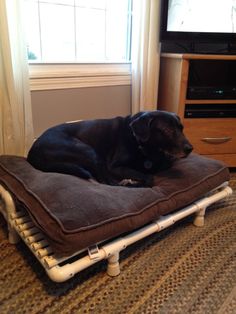 a large black dog laying on top of a brown pillow in front of a tv