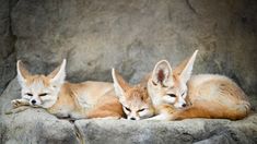 three little foxes are laying on some rocks