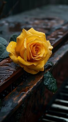 a yellow rose sitting on top of a wooden bench with raindrops around it