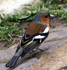 a brown and black bird sitting on top of a stone wall next to green grass