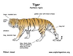 the anatomy of a tiger's body and its parts labeled in this graphic diagram