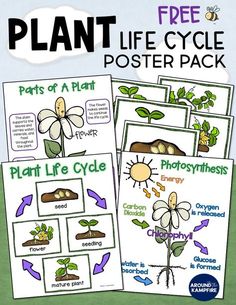 plant life cycle poster pack for kids to use in the classroom or on the wall