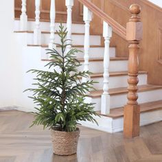 a potted plant sitting on the ground in front of a stair case next to a wooden banister