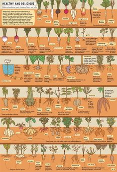 an info poster showing the different types of plants and how they are grown in them