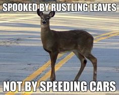 a deer that is standing on the side of the road with words written in front of it