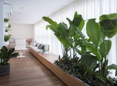 a living room filled with lots of green plants