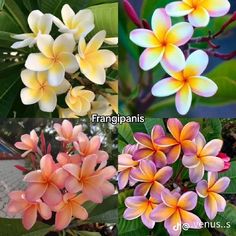 Different Kinds Of Flowers, Flower Chart, Different Types Of Flowers, Flower Guide