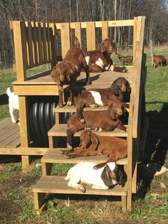 goats are climbing up and down the wooden steps